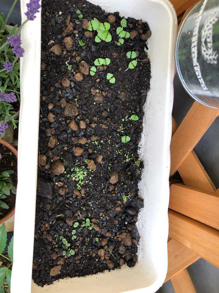 ハーブまとめ Greensnap グリーンスナップ