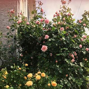 ラドルチェヴィータ　バラの画像 by ミーコさん | 小さな庭とばら~はごろも♡とラドルチェヴィータ　バラとおうち園芸とガーデニングフェスフォトコンとGSでバラ園