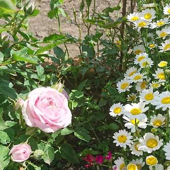 自身の花の画像 by hi-yuさん | 広い庭とノースポールとミニバラと日本ガーベラと育てる喜びと自身の花と花は癒し(๑˃̵ᴗ˂̵)♡となにげない風景とおうち園芸と風景作りと癒される空間(^-^)vとダリアも好き