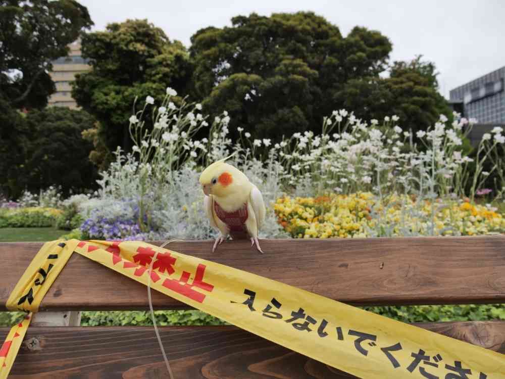 ゆず花さんの山下公園への投稿