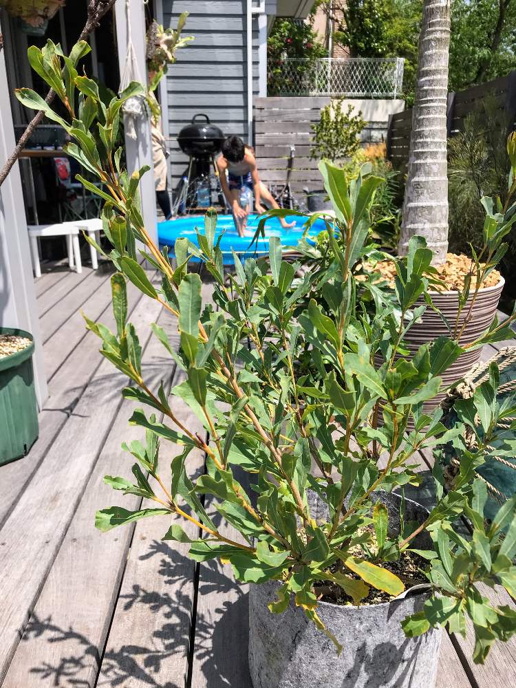 バンクシア オレオフィラの投稿画像 By あっくんさん オーストラリア ネイティヴプランツとウッドデッキとオージープランツと葉っぱが好き 月5月11日 Greensnap グリーンスナップ