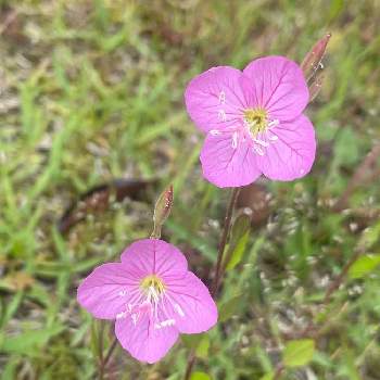 春の草花の投稿画像一覧 Greensnap グリーンスナップ