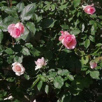 エウリディーチェの画像 by bluε❋moöon*さん | 小さな庭とティファニーとオフェリアとエウリディーチェとばら バラ 薔薇と薔薇愛同盟とおうち園芸と*エウリディーチェと❋ティファニーと❋オフェリアと花のある暮らしと素敵