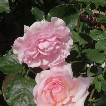エウリディーチェの画像 by bluε❋moöon*さん | 小さな庭とオフェリアとエウリディーチェとばら バラ 薔薇と薔薇愛同盟とおうち園芸と*エウリディーチェと❋オフェリアと花のある暮らしと素敵