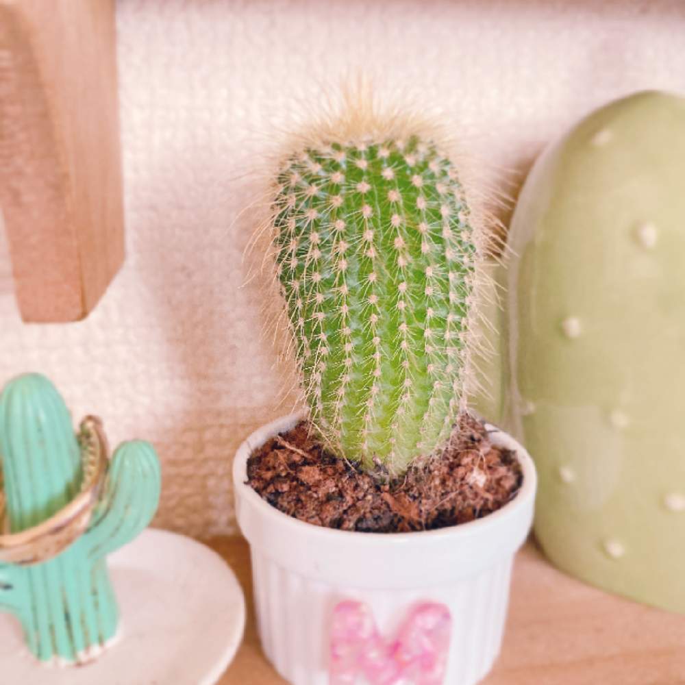サボテンの投稿画像 By やっちさん 金晃丸とインテリア 月5月11日 Greensnap グリーンスナップ Greensnap グリーンスナップ