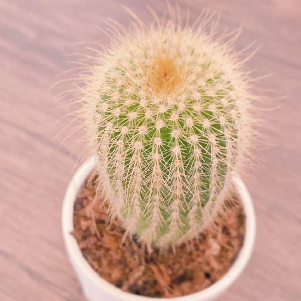 サボテンの投稿画像 By やっちさん 金晃丸 月5月11日 Greensnap グリーンスナップ