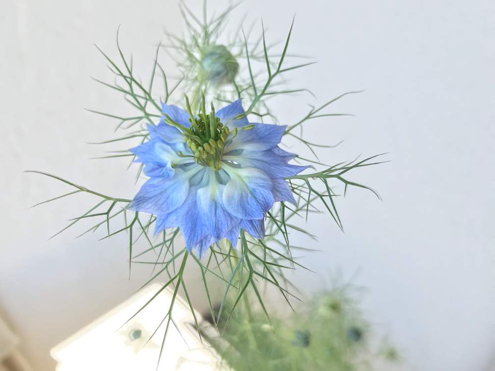 ニゲラの投稿画像 By 噴水さん 窓辺と水色の花とさいた とhappy と5月の花とかわいいな と水色の花とさいた とhappy と5月の花とかわいいな 月5月11日 Greensnap グリーンスナップ Greensnap グリーンスナップ