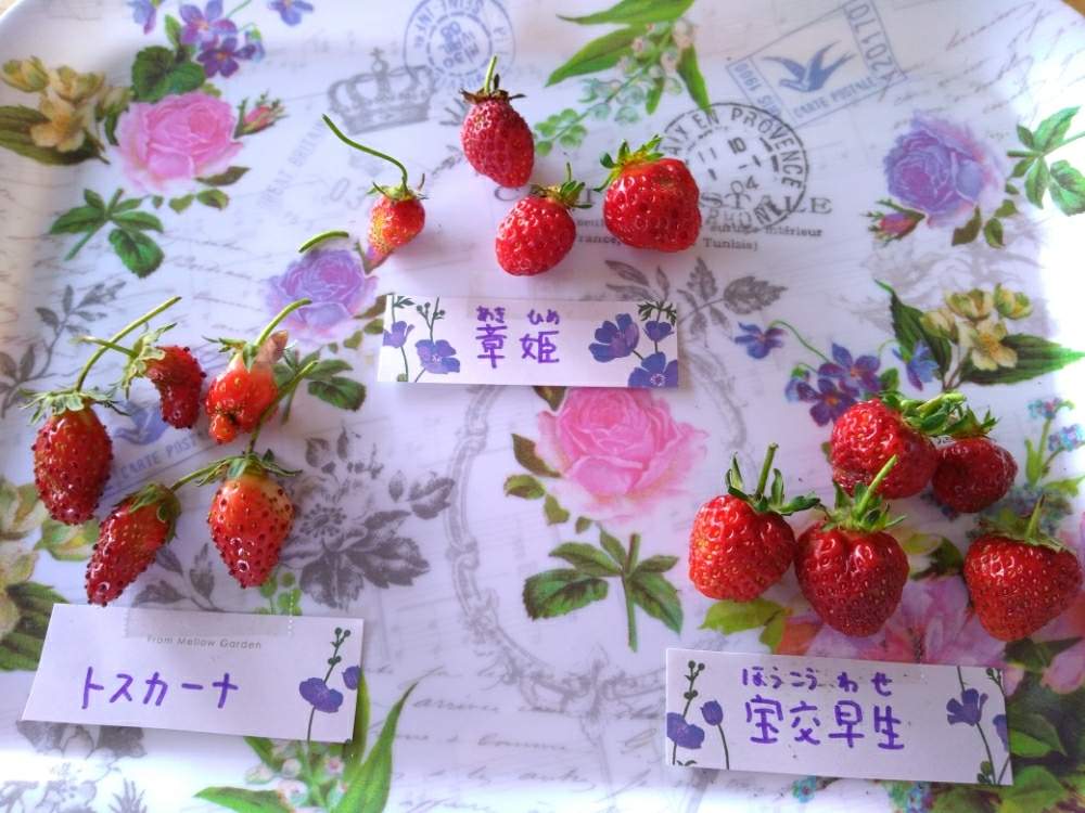 イチゴの投稿画像 By リオさん 苺 章姫 とイチゴ宝交早生と赤花いちごトスカーナとデスクと千葉県と家庭菜園とおうちde菜園と果物と無農薬 家庭菜園と自家製野菜と家庭菜園奮闘日記と千葉県と家庭菜園とおうちde菜園と果物と無農薬 家庭菜園と自家製野菜と家庭菜園