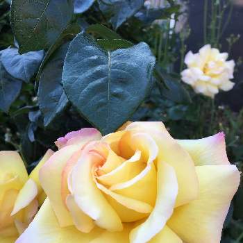 ピンクと黄色の画像 by はるちゃんさん | お出かけ先と薔薇♡とピンクと黄色と薔薇が好き❤と庭のばら
