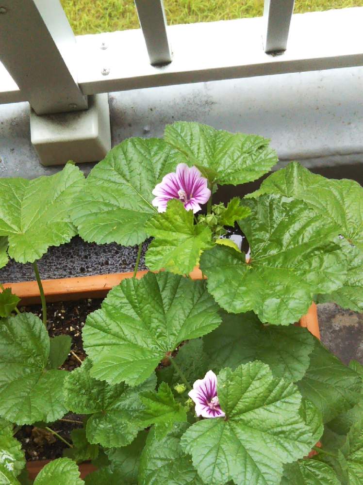 Amazonで購入したゼラニウムの種でゼニアオイ が咲きました Greensnap グリーンスナップ
