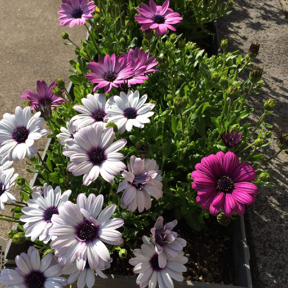 オステオスペルマム ミックスパッションの投稿画像 By Hiroko さん オスペオステルマム 月5月11日 Greensnap グリーンスナップ Greensnap グリーンスナップ