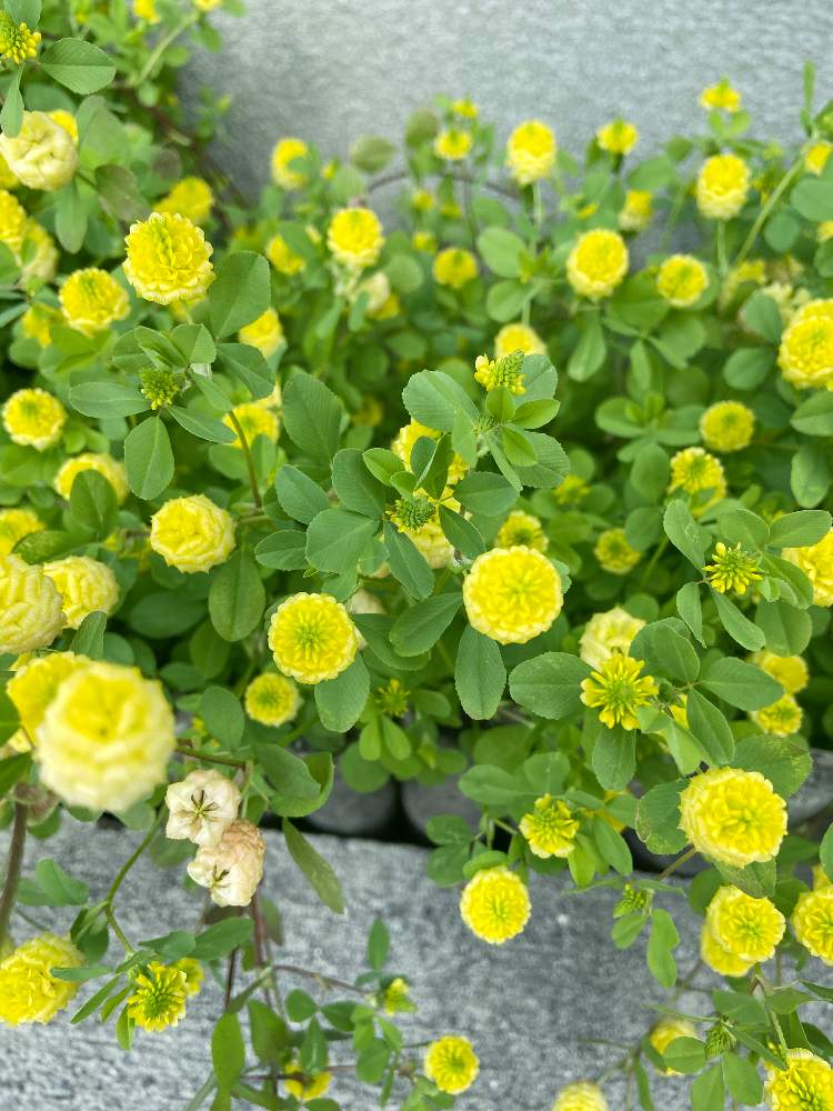 トリフォリウム カンペストレの投稿画像 By ちぃ さん 幸せの黄色いクローバーとクスダマツメクサ 月5月11日 Greensnap グリーンスナップ Greensnap グリーンスナップ