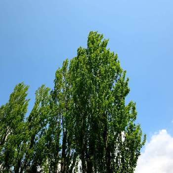 ポプラの投稿画像一覧 Greensnap グリーンスナップ