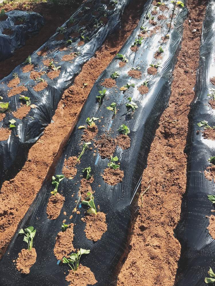 さつまいもの投稿画像 By Ri3さん 鳴門金時と安納芋と家庭菜園 月5月11日 Greensnap グリーンスナップ