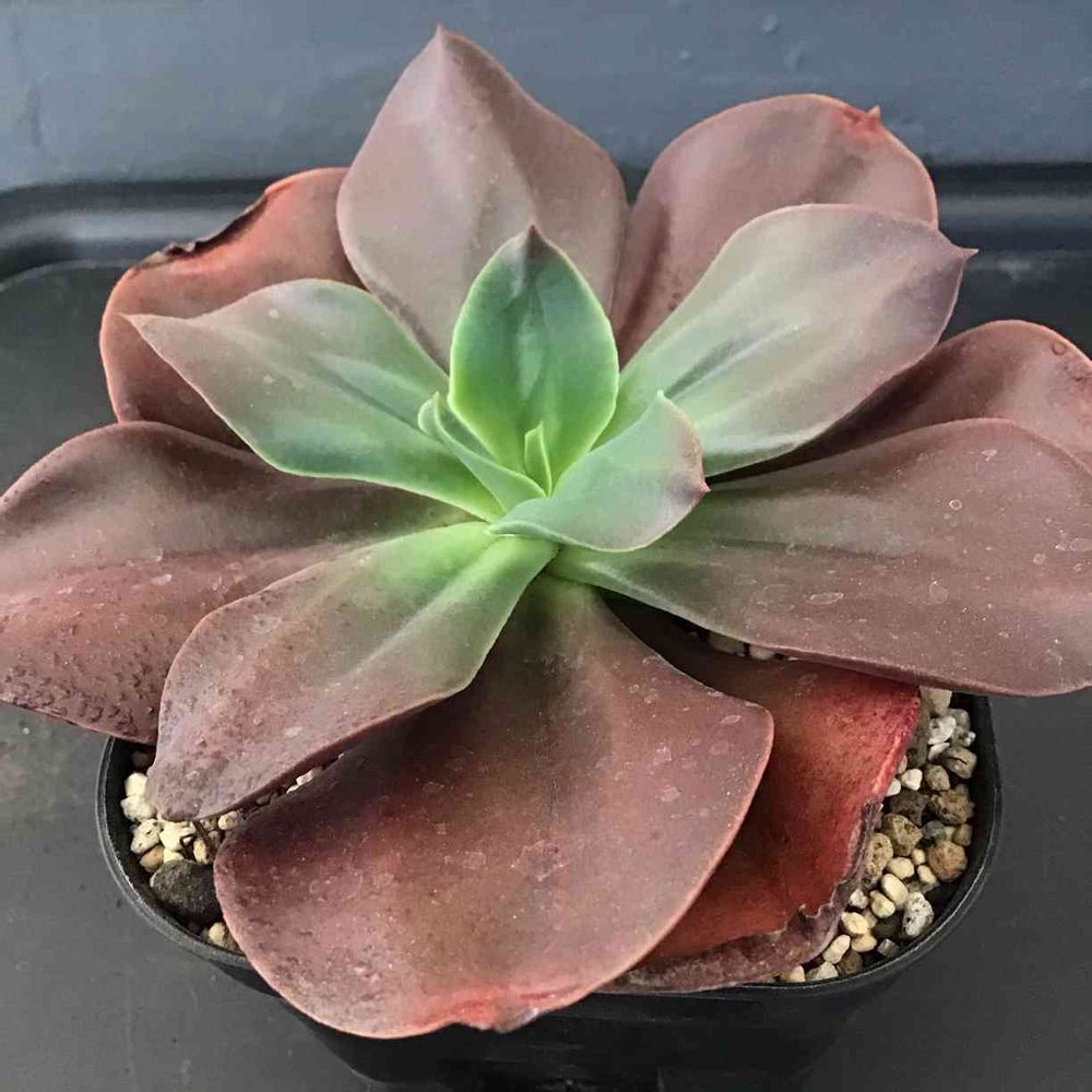 多肉植物① 特大レア品種多肉植物エケベリアオータムフレイム大苗抜き苗