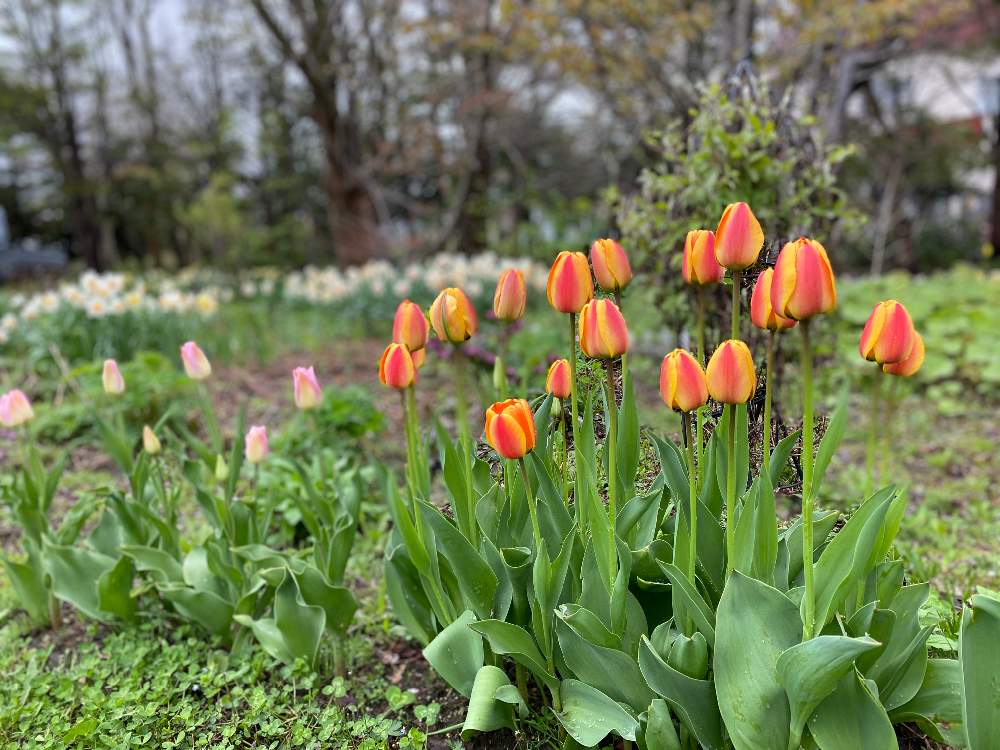 ちゅーりっぷの投稿画像 By 美紀さん きれい と可愛い と癒し と花のある暮らし 月5月11日 Greensnap グリーンスナップ