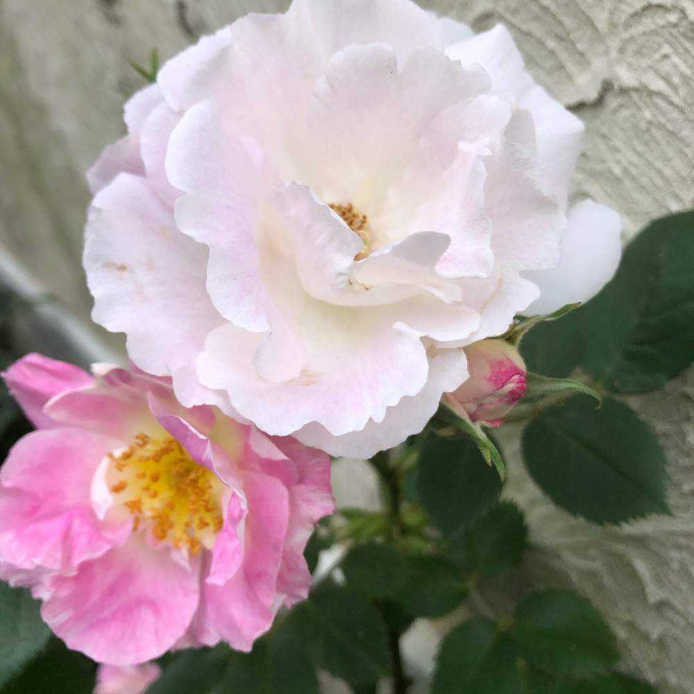 バラの投稿画像 By Happier さん ブルーフォーユーと半日陰とシェードガーデンと花壇と紫のバラと おうち園芸 フォトコンテストと北向き 月5月11日 Greensnap グリーンスナップ