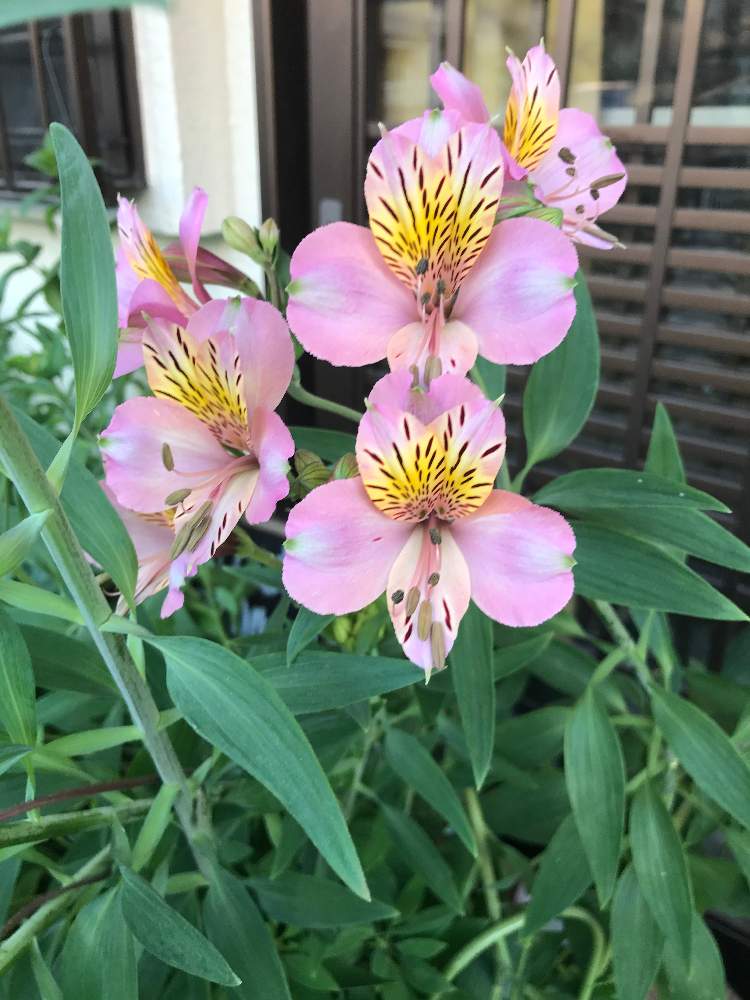 アルストロメリアの投稿画像 By Sayaさん 月5月11日 Greensnap グリーンスナップ