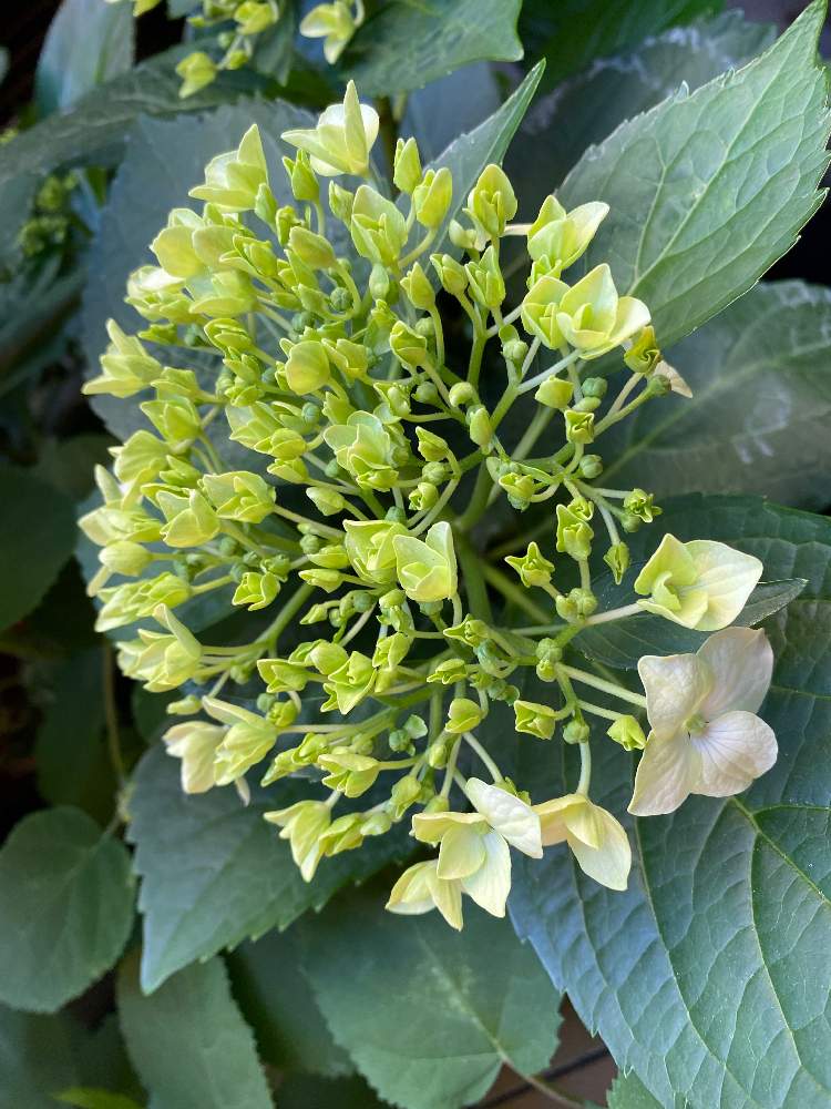 アジサイの投稿画像 By さいたまさん 紫陽花 白手毬と一輪の魅力と毎日 紫陽花と紫陽花が大好き とイキイキ と白い花の輝き と紫陽花 友の会と小さい花の癒し と皆様に心から感謝 と花びらの魅力 と白い花好き 月5月11日 Greensnap グリーン