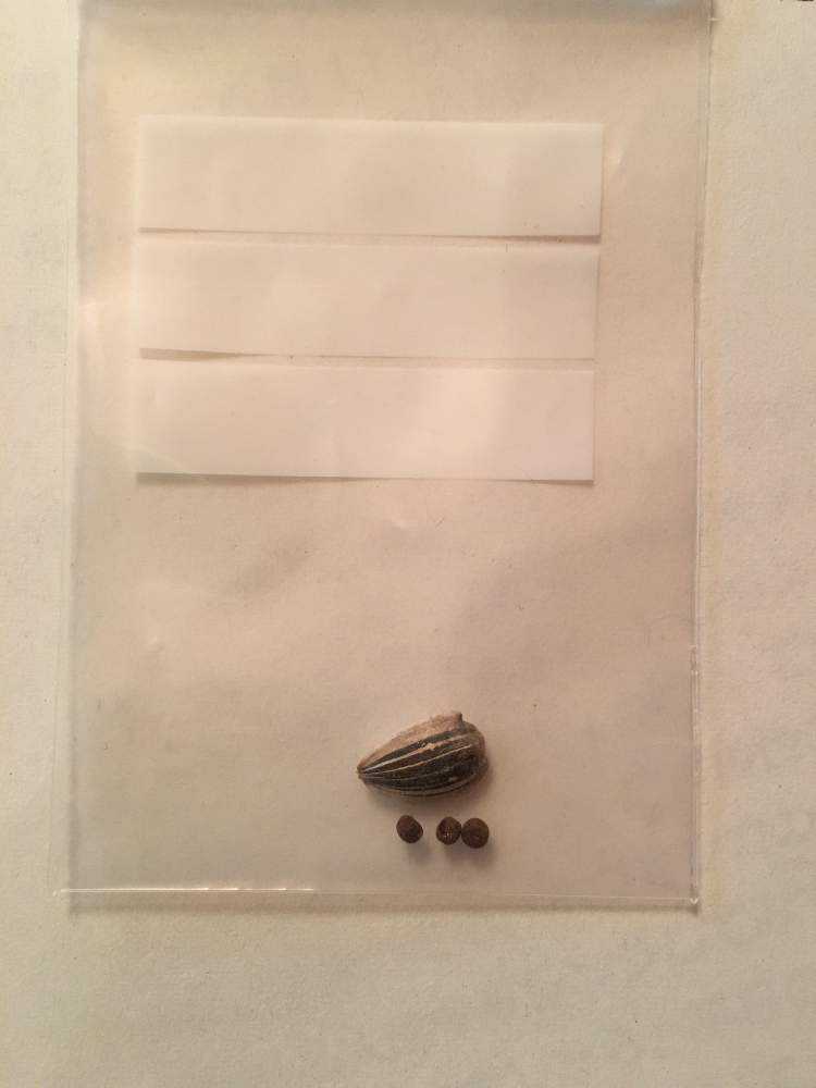 ひまわりとホウセンカ Greensnap グリーンスナップ