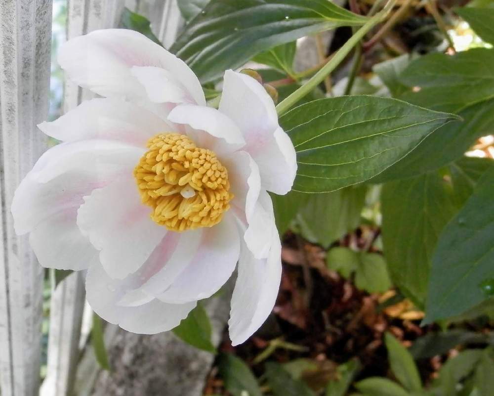 シャクヤク 芍薬 の投稿画像 By つわぶきさん シャクヤクの花 月5月11日 Greensnap グリーンスナップ