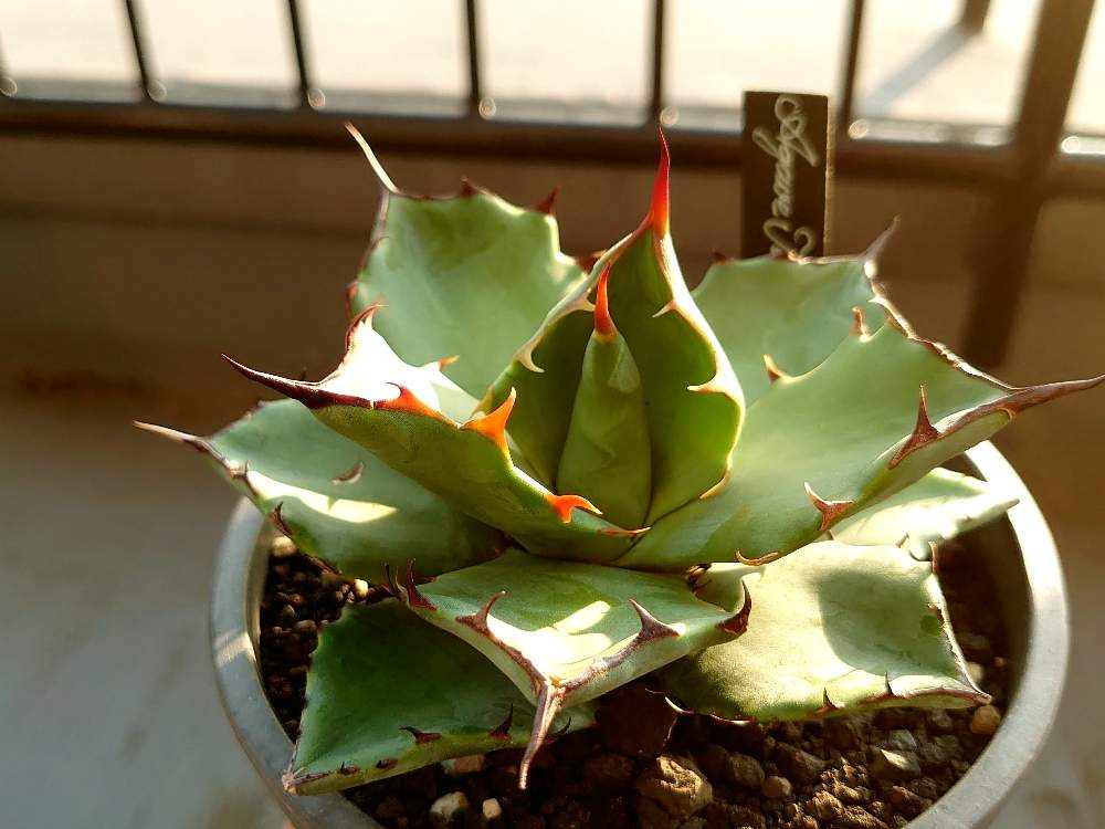 大株 Agave Titanota × Blue Glow アガベ チタノタ × ブルーグロー TBG 