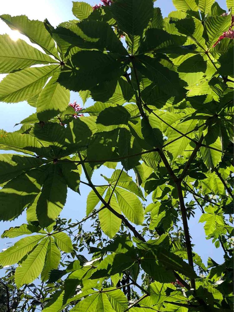 ピノ太郎さんの港の見える丘公園への投稿