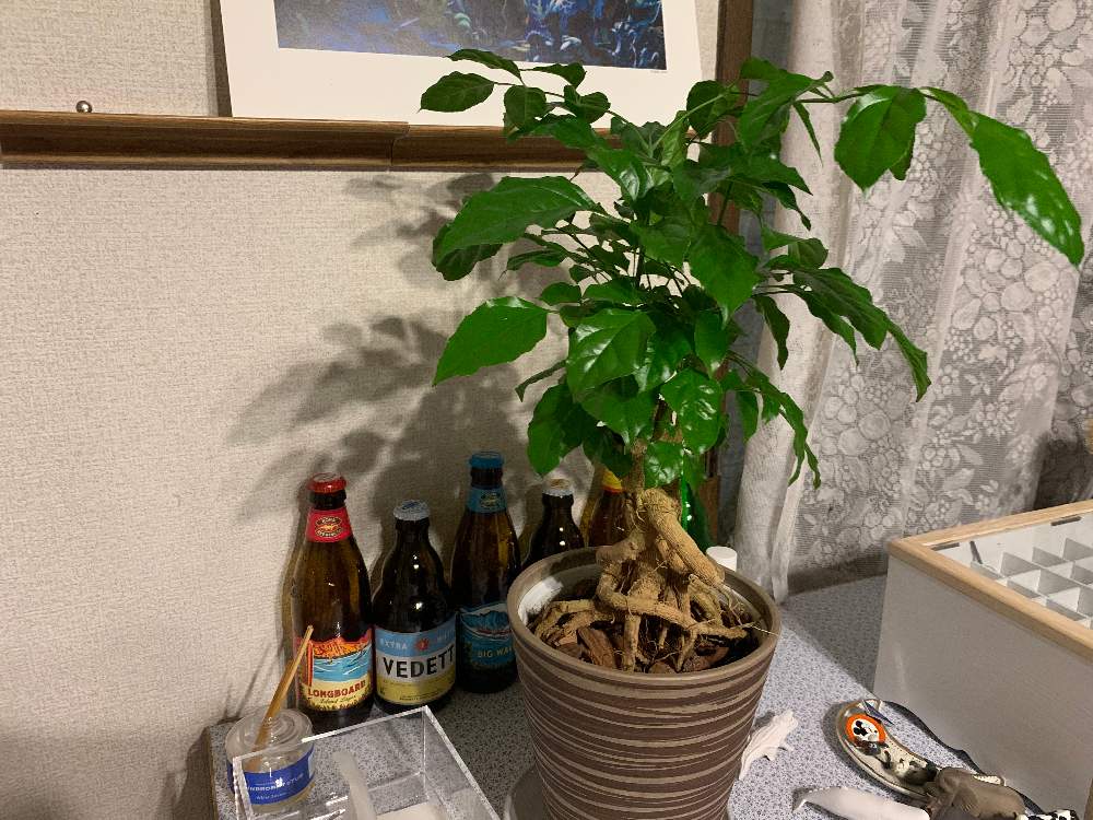 ヘテロパナックス フレグランスの投稿画像 By にさん 部屋 月5月11日 Greensnap グリーンスナップ Greensnap グリーンスナップ