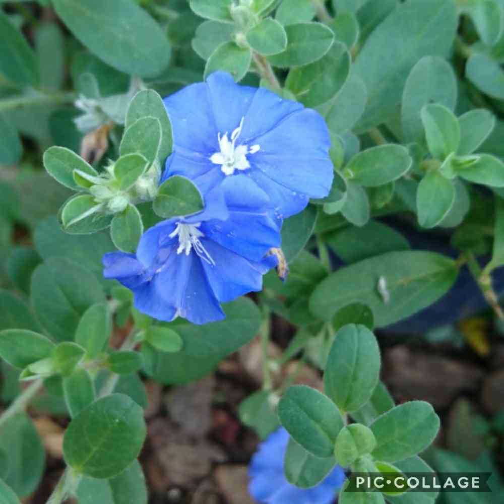 青い花②夏(5月半ば～8月)｜🍀GreenSnap（グリーンスナップ）