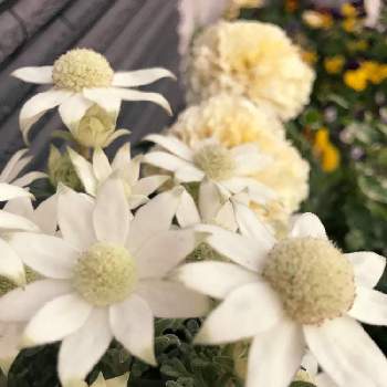 マリーゴールドアフリカンホワイトバニラの投稿画像一覧 Greensnap グリーンスナップ