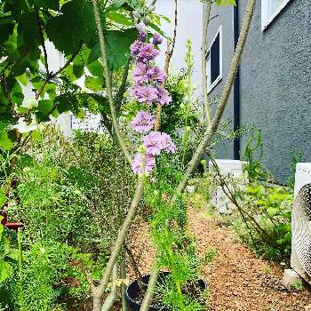 ラークスパー　アールグレイの画像 by non-mukuponさん | 小さな庭とグリーンのある暮らしとGS映えとおうち園芸と『おうち園芸』フォトコンテストとラークスパー　アールグレイと花のある暮らし