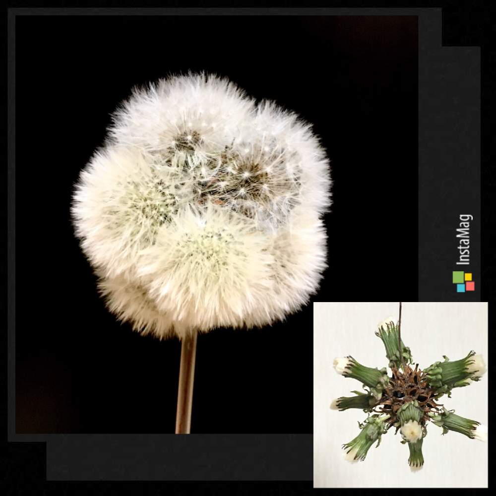 たんぽぽの綿毛の投稿画像 By ちゅるりん さん タンポポの綿毛ドライと ひとてま込めて とこんもりとおうち園芸とかわいいとモフモフとタンポポ の綿毛ドライと ひとてま込めて とこんもりとおうち園芸とかわいいとモフモフ 月5月11日 Greensnap