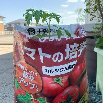 お手軽の画像 by おとめちゃんさん | トマトとお手軽とおうちde菜園と袋のままで