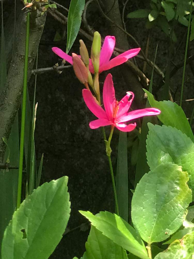 イキシアの投稿画像 By キビタキさん 月5月11日 Greensnap グリーンスナップ