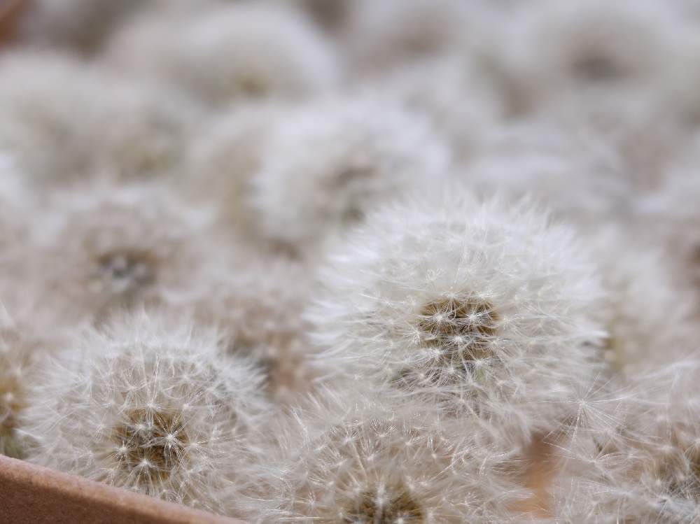 タンポポの綿毛の投稿画像 By Yuka さん もふもふと大群とたんぽぽ綿毛とふわふわの綿毛とフワフワ 月5月11日 Greensnap グリーンスナップ