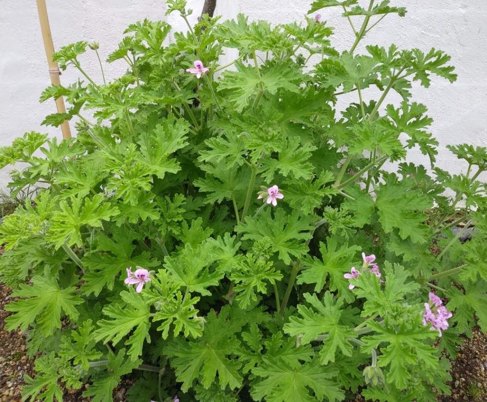 蚊連草の投稿画像 By ホワイトチョコさん 裏庭と植えっぱなしとハーブと防虫とガーデニングと花のある暮らし 月5月11日 Greensnap グリーンスナップ