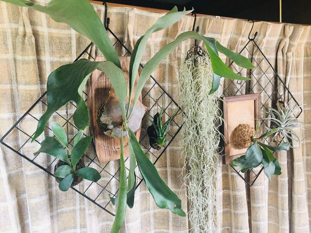 エアープランツの投稿画像 By まっちゃんさん チランジアとコウモリランとウスネオイデスとハリシーとビカクシダとカプトメドゥーサとスパニッシュ モスと エアプランツと着生と緑のある暮らしとエアープランツ チランジアと部屋と ビカクシダとエアプランツと着生と緑の