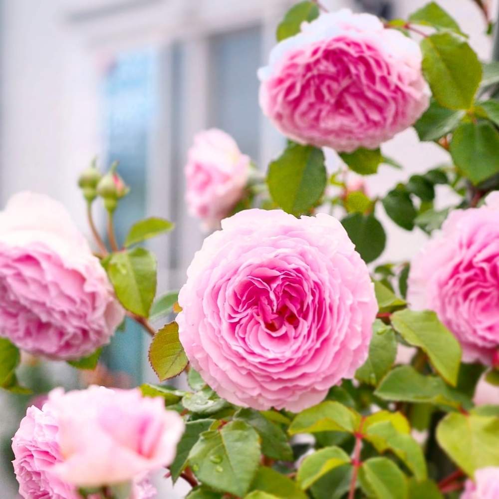 ジェームズギャルウェイの投稿画像 By いがっちさん バラ ジェームズギャルウェイと薔薇愛同盟とバラの記録とピンクのバラ とバラのある暮らしと我が家の花壇とolympusとおうちで過ごそうと花のある暮らしと薔薇 とオリンパスと我が家のバラと写真撮ってる人と繋がり