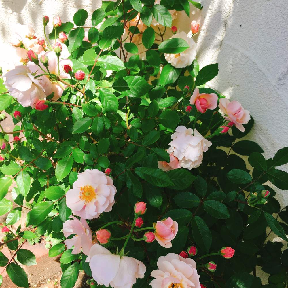 ばら バラ 薔薇の投稿画像 By なこさん コーネリアとおうち園芸とバラ 鉢植えと広島と花のある暮らしとバラを楽しむとかわいい花 月5月11日 Greensnap グリーンスナップ