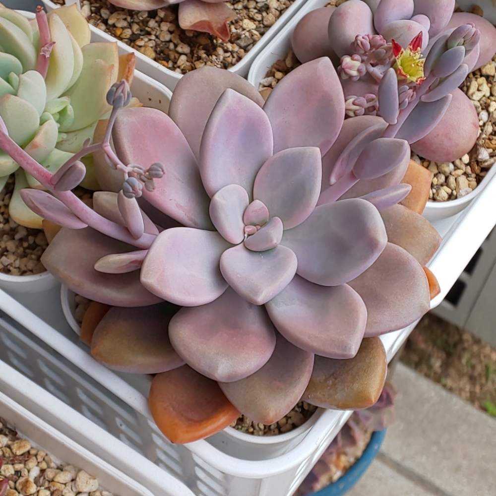 286 ムラサキの生長記録 2022.05.15更新｜🍀GreenSnap（グリーン