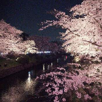 日本の美の画像 by Guacamoleさん | 夜桜ソメイヨシノと夜桜ライトアップと桜大好きと日本の樹木と癒しと桜が好きとお花見と日本の美と染井吉野❁とcherryblossomとさくらと満開の桜と素敵