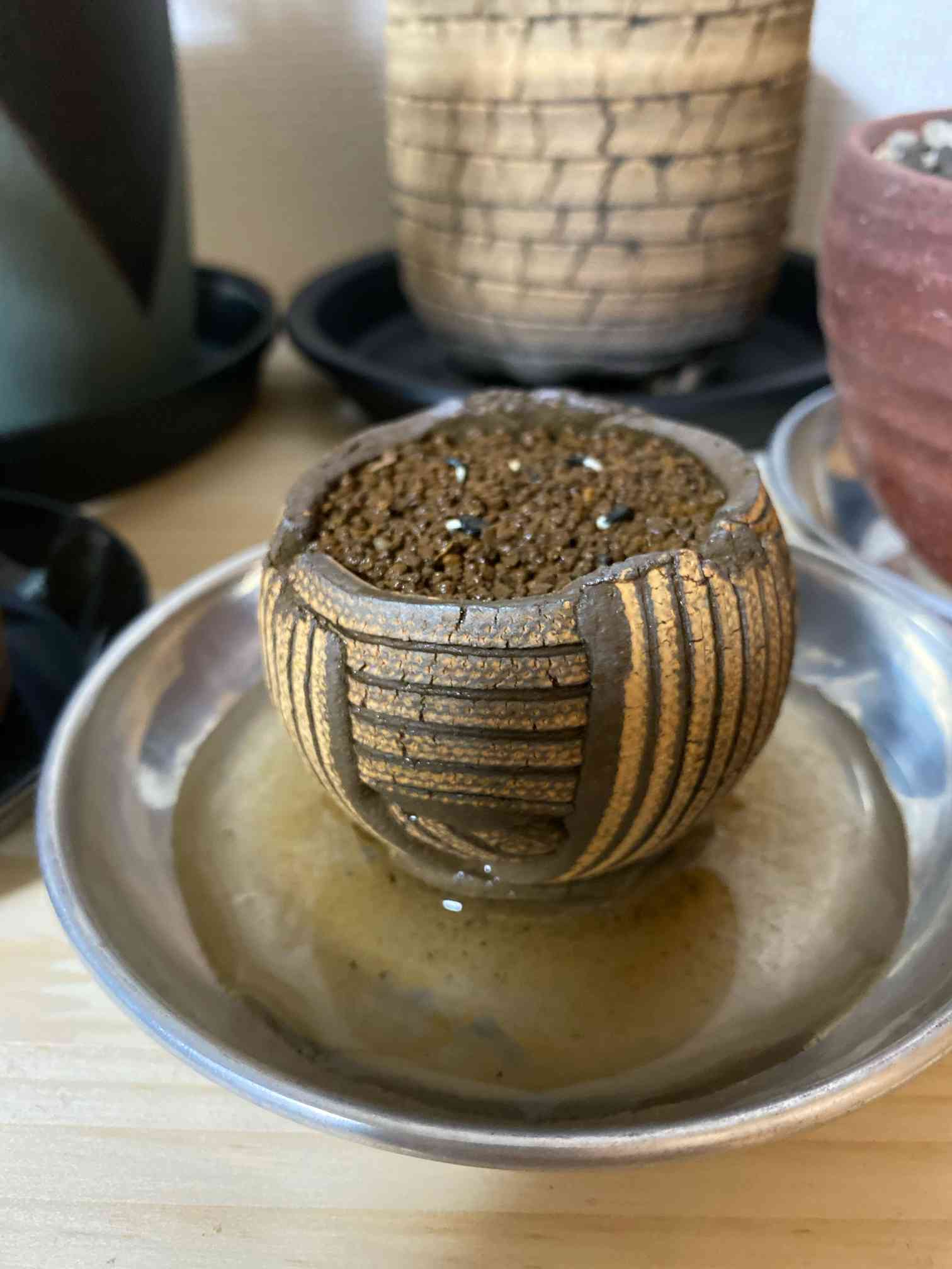 アガベ実生記録 室内｜🍀GreenSnap（グリーンスナップ）