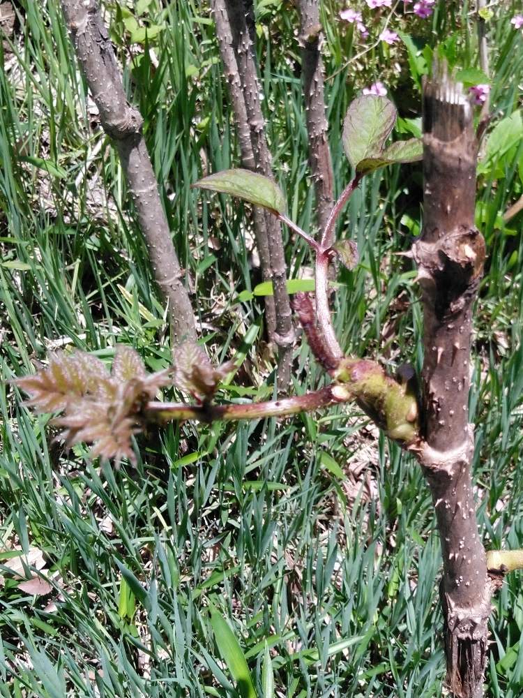 タラの芽 タラの木の投稿画像 By ガラスビンさん Gs 日和 月5月12日 Greensnap グリーンスナップ