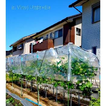 Grape Diary 2020の画像 by toshi722さん | 畑とシャインマスカットとビニール覆いとGrape Diary 2020と家庭菜園と岐阜県と家庭果樹と家庭菜園奮闘日記と美濃市