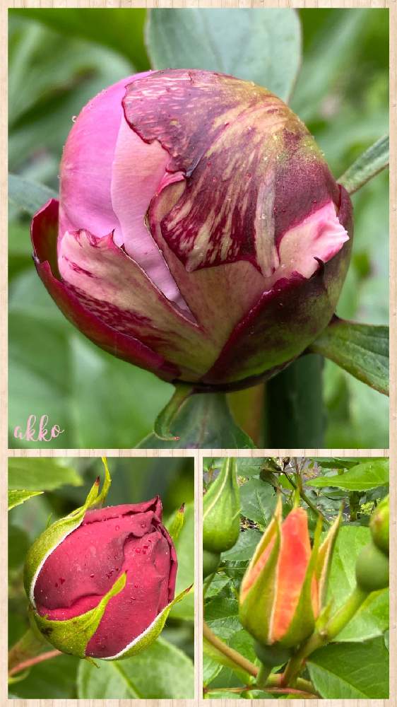 芍薬の蕾の投稿画像 By ひみつのアッコちゃんさん 薔薇の蕾と花のある暮らしと我が家の花畑 月5月12日 Greensnap グリーンスナップ