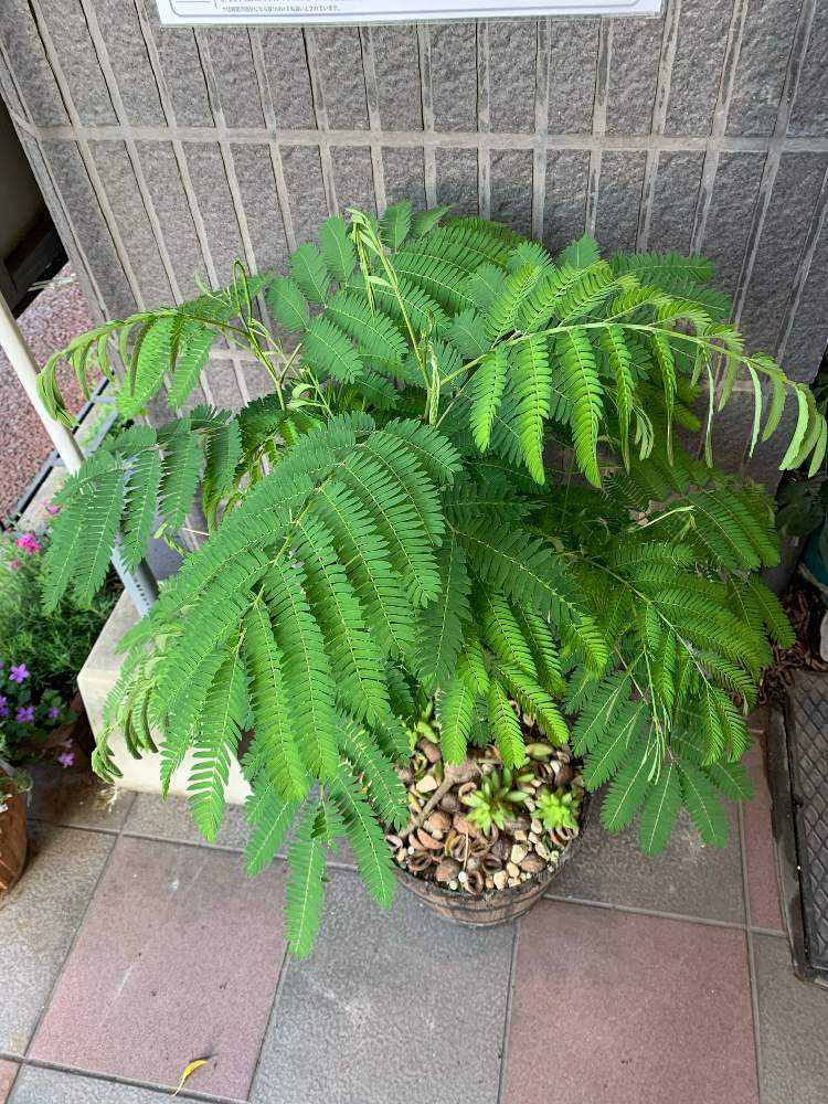 ねむの木成長期 Greensnap グリーンスナップ