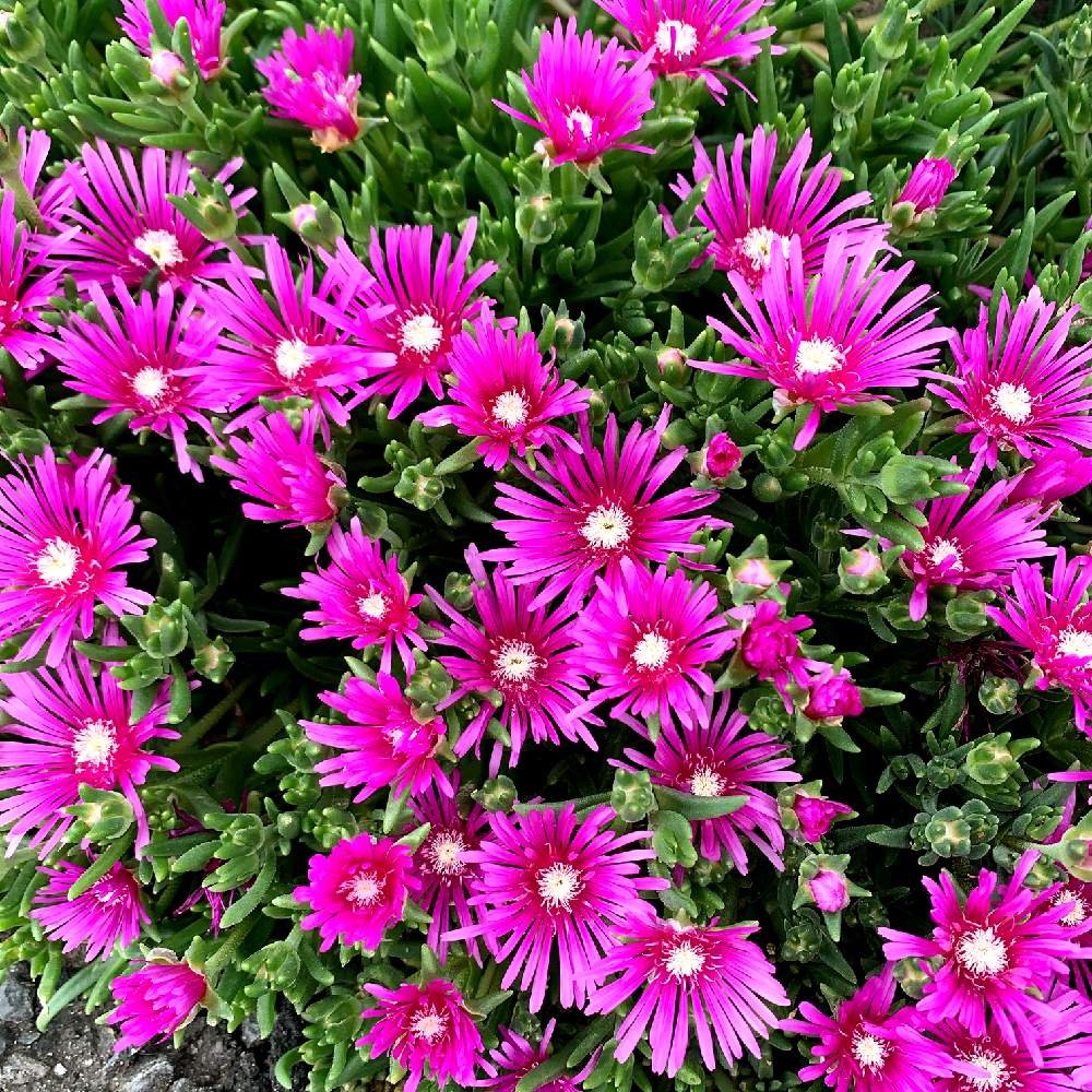 マツバギクの投稿画像 By スマイルさん ピンクの花と5月の花とお花とお花好きと マツバギクとマツバギクのお花 月5月12日 Greensnap グリーンスナップ