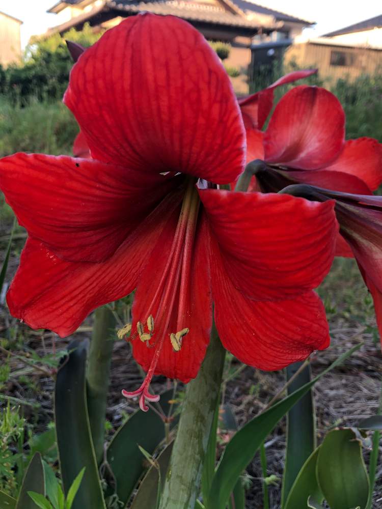 アマリリスの投稿画像 By ダンディ先生さん 月5月12日 Greensnap グリーンスナップ