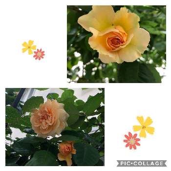 バラ バフビューティの画像 by コスモスラブさん | 小さな庭とバラ バフビューティとばら バラ 薔薇と日陰庭とおうち園芸