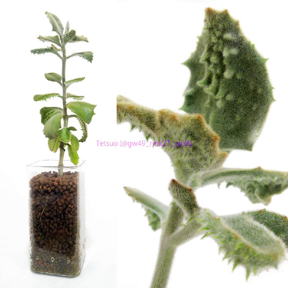 ファングの投稿画像 By Tetsuoさん ベハレンシス ファング と多肉植物と多肉男子と観葉植物ともけもけとハイドロカルチャーとハイドロボールと成長記録とカランコエ属とベンケイソウ科 月5月12日 Greensnap グリーンスナップ